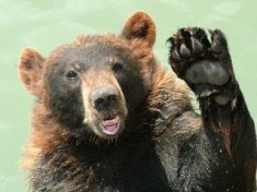 gallery/bear-waving-1404441